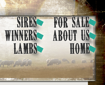 Maddox Livestock